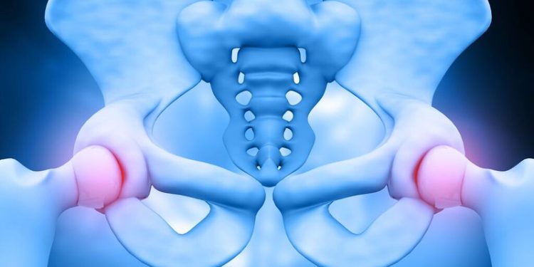 Xương mu là gì? Cấu tạo, chức năng và vị trí trong cơ thể