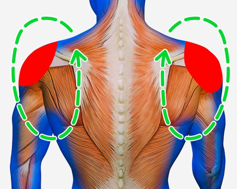 Trên vai có khoảng 8 cơ bám vào xương đòn và xương cánh tay