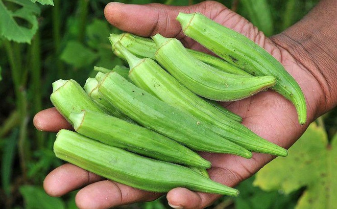 Đậu bắp là loại thực phẩm có vị ngọt, tính hàn và giúp thanh nhiệt giải độc
