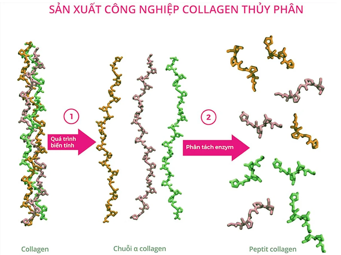 Collagen thủy phân có khả năng hấp thụ gấp nhiều lần so với collagen dạng thường