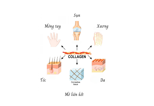 Collagen là thành phần chính của nhiều bộ phận cơ thể