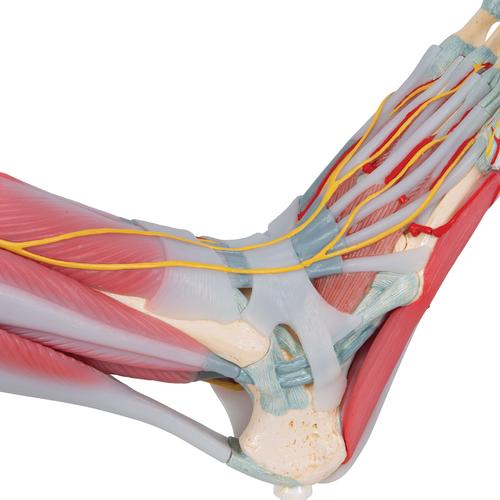 gân cơ dây chằng bệnh về cơ xương khớp