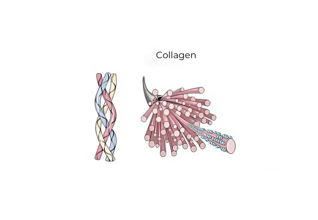 Điều trị Cơ Xương Khớp bằng phương pháp tiêm collagen thủy phân tăng tổng hợp dây chằng