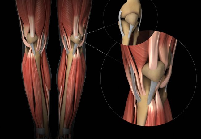 Collagen tăng sức mạnh cho gân và dây chằng từ đó giúp khớp hoạt động ổn định