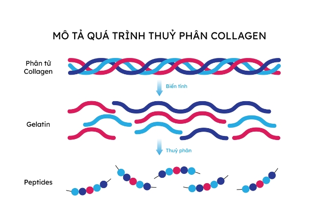 Collagen thủy phân có khả năng hấp thụ cao gấp 7 lần Collagen nguyên bản